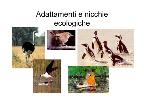 lezioni 16, 17, 18 2011 zoologia.pdf - DISAT