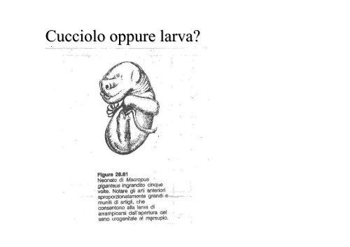 lezioni 16, 17, 18 2011 zoologia.pdf - DISAT