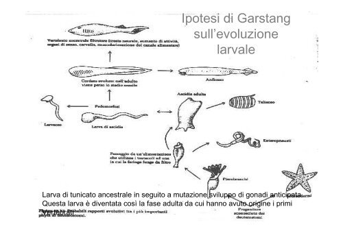 lezioni 16, 17, 18 2011 zoologia.pdf - DISAT