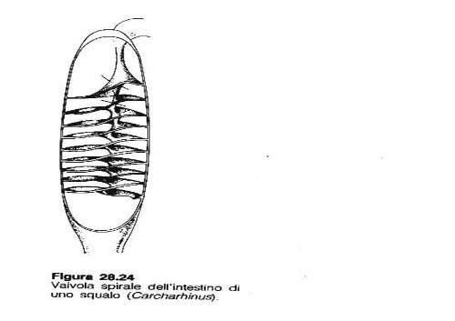 lezioni 16, 17, 18 2011 zoologia.pdf - DISAT