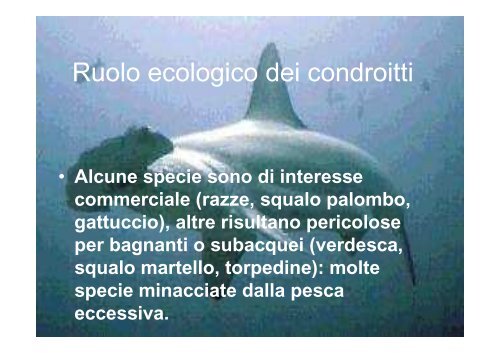 lezioni 16, 17, 18 2011 zoologia.pdf - DISAT