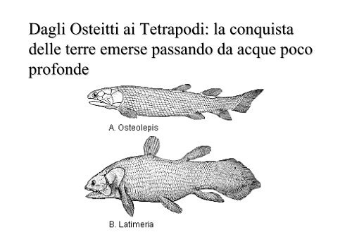 lezioni 16, 17, 18 2011 zoologia.pdf - DISAT