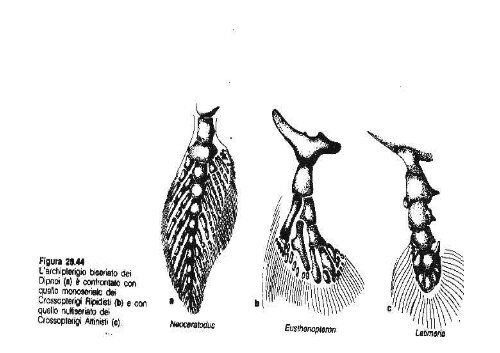 lezioni 16, 17, 18 2011 zoologia.pdf - DISAT