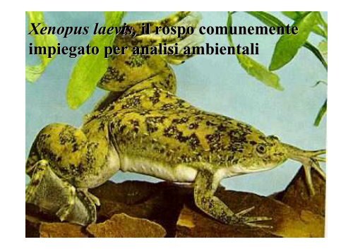 lezioni 16, 17, 18 2011 zoologia.pdf - DISAT