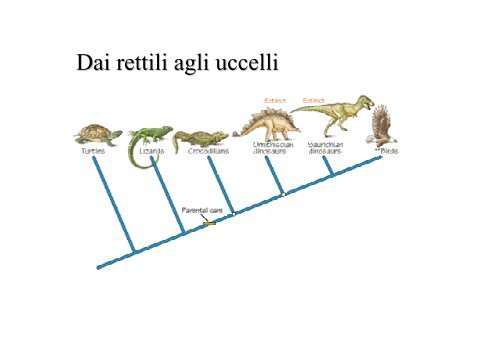 lezioni 16, 17, 18 2011 zoologia.pdf - DISAT