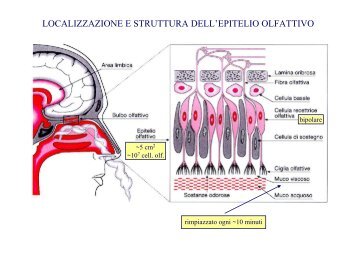 LOCALIZZAZIONE E STRUTTURA DELL'EPITELIO OLFATTIVO