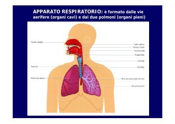 2012 respiratorio - I blog di Unica