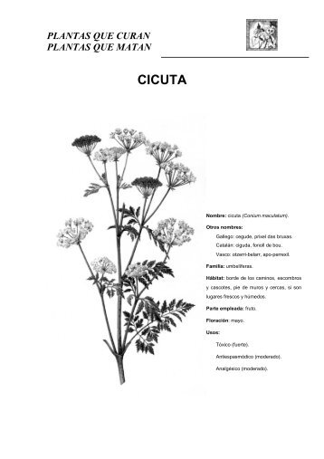 CICUTA - Centro de Estudios Angélicos