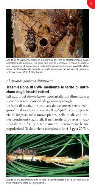 Il Nematode del pino - Regione Toscana