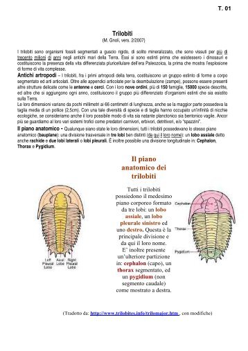 10.06 Trilobiti - Scienze della terra