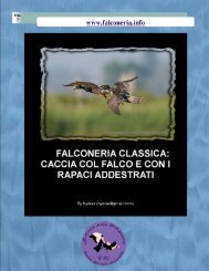 caccia col falco e con i rapaci addestrati - Falconeria.info