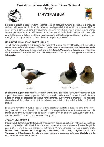 L'AVIFAUNA - Provincia di Ferrara