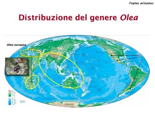 Presentazione Considerazioni ecologiche - ENEA UT-AGRI