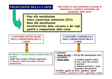 PRODUZIONE DELLA CARNE