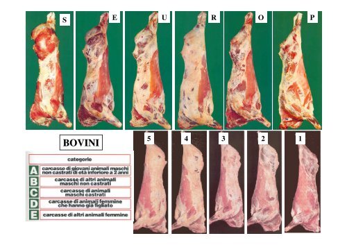 PRODUZIONE DELLA CARNE