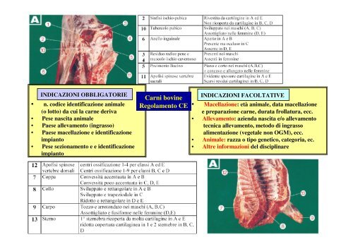 PRODUZIONE DELLA CARNE