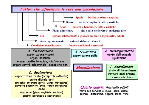 PRODUZIONE DELLA CARNE