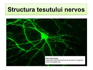 SEMINAR_1_tesutul_nervos - Psygnificant