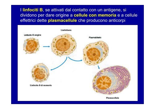 T. connettivo propriamente detto - ImageShack