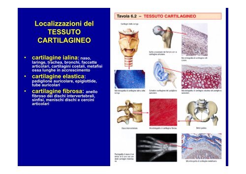 T. connettivo propriamente detto - ImageShack