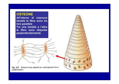 T. connettivo propriamente detto - ImageShack