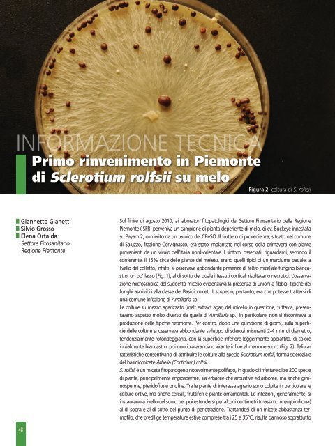 Primo rinvenimento in Piemonte di Sclerotium rolfsii su melo