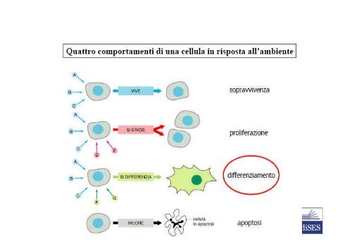 De Leo - Fasano - Ginelli – Biologia e Genetica, II Ed ... - Bgbunict.it