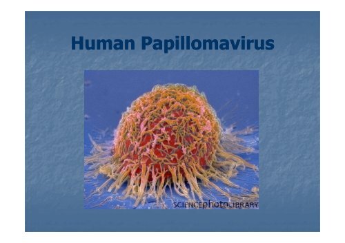 HPV human papilloma virus