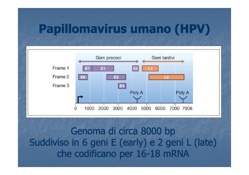 HPV human papilloma virus