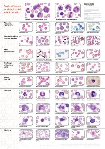 Guida all'esame morfologico dello striscio ematico - IDEXX ...
