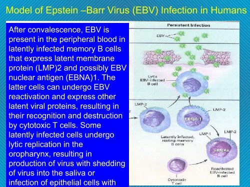 Infezione da EBV Mononucleosi infettiva - Il diario di Fable