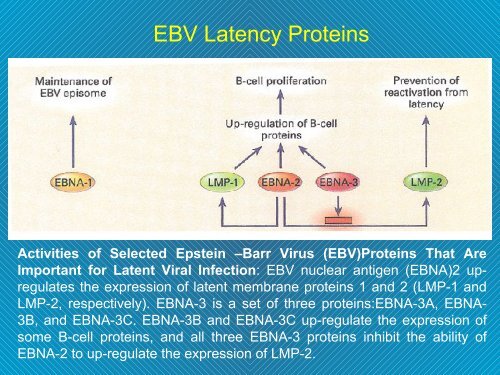 Infezione da EBV Mononucleosi infettiva - Il diario di Fable