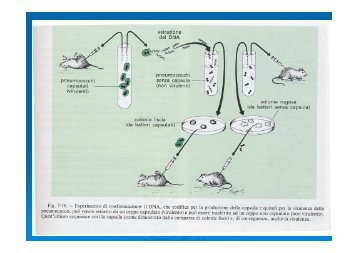 15 BSF Gen batterica e Ingegneria genetica ... - Biotecnologie