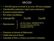 MICOSI • Antropofili Zoofili Geofili