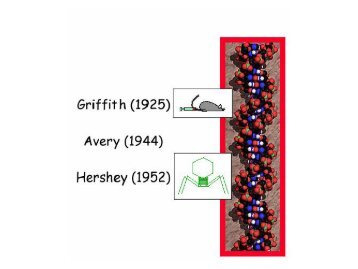 Esperimento di Avery, McLeod, McCarty (1944)