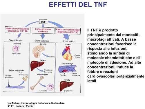 CLASSIFICAZIONE DELLE CITOCHINE MEDIANO L'IMMUNITA'