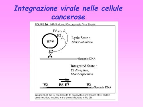 Vaccini di origine vegetale contro i tumori associati al virus del ...