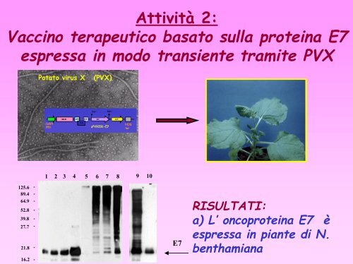 Vaccini di origine vegetale contro i tumori associati al virus del ...