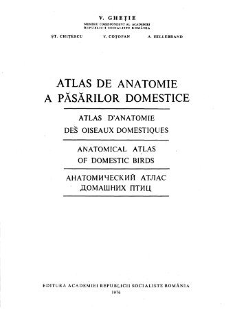 The Avian Anatomical Atlas