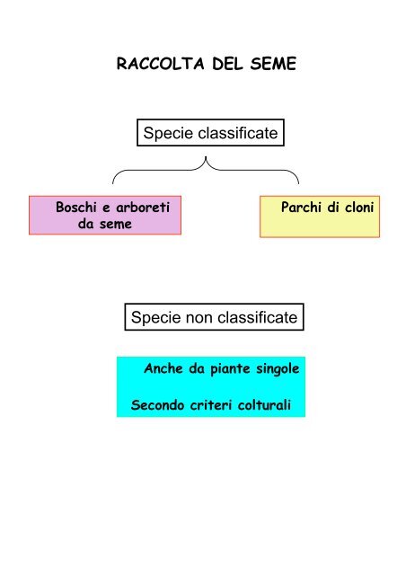 Sementi forestali Prof. G. Calamini (pdf 65k) - Facoltà di Agraria