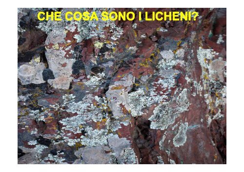 CHE COSA SONO I LICHENI? - Naturalmente