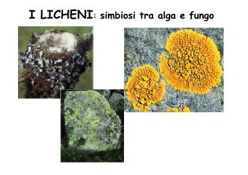 I LICHENI: simbiosi tra alga e fungo - Sdasr.unict.it