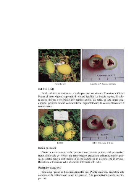 IL MELONE GIALLO - Portale dell'innovazione - Regione Siciliana