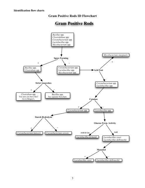 Identification Of Gram Positive Cocci Flow Chart