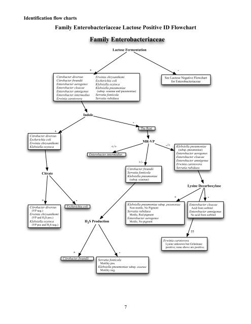Klebsiella Pneumoniae Identification Flow Chart
