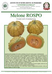 Melone ROSPO - Antonio Zanelli