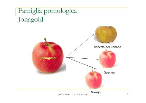 MELO seconda parte.pdf - prof. R. Andrei - appunti di agraria