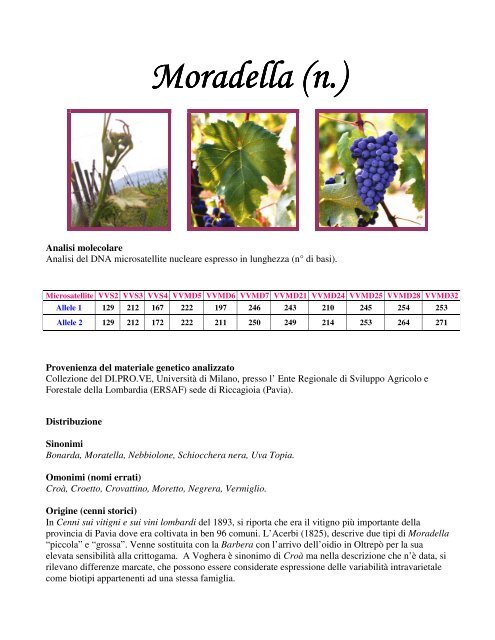 Moradella (n.) Moradella (n.) - Dote Regione Lombardia