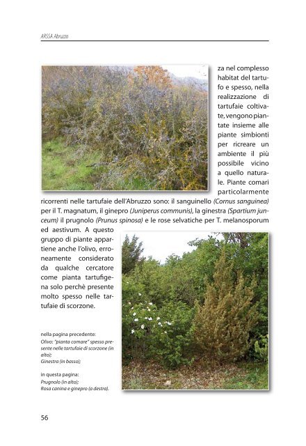 Cercare-Tartufi-in-Abruzzo_low.pdf - A.R.S.S.A. Abruzzo