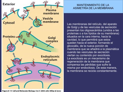 Orgánulos membranosos